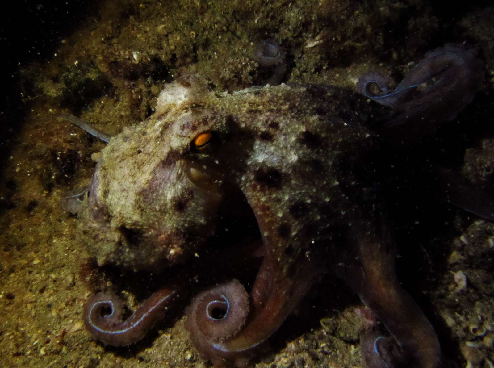 Hobotnica ( Octopus vulgaris )