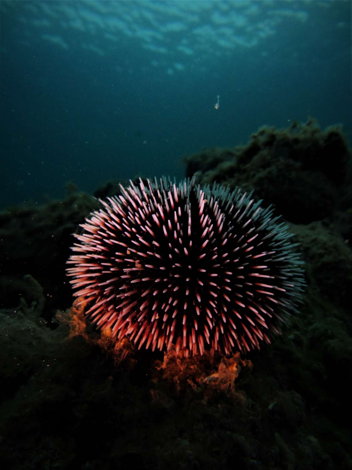 Morski jež ( Sphaerechinus Granulraris )